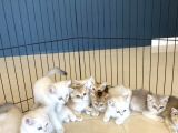 Renk Renk Gerçek British Shorthair Yavrulari Güveni̇n Adresi̇