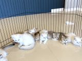 Renk Renk Gerçek British Shorthair Yavrulari Güveni̇n Adresi̇
