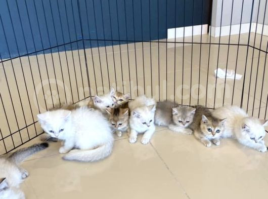 Renk Renk Gerçek British Shorthair Yavrulari Güveni̇n Adresi̇ görsel