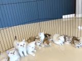 Renk Renk Gerçek British Shorthair Yavrulari Güveni̇n Adresi̇
