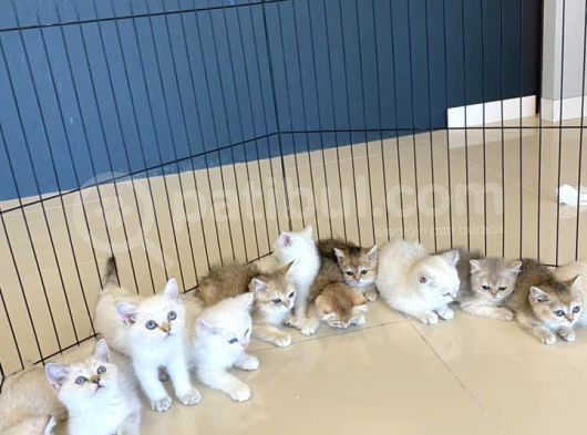 Renk Renk Gerçek British Shorthair Yavrulari Güveni̇n Adresi̇ görsel