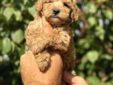 Poodle ayarında maltipo bebekler