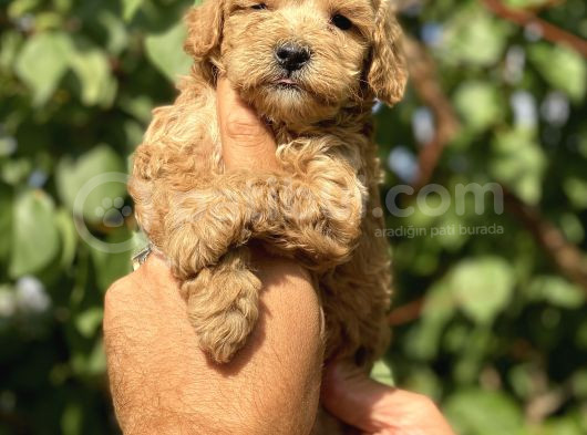 Poodle Ayarında Maltipo Bebekler