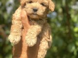 Poodle Ayarında Maltipo Bebekler