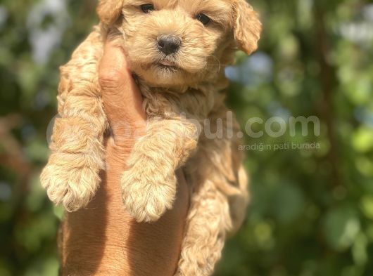 Poodle Ayarında Maltipo Bebekler görsel