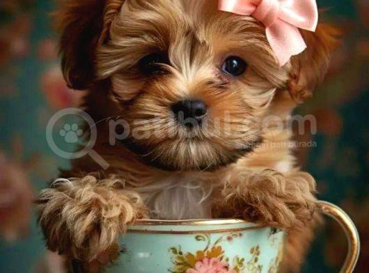 Kahve Tonlu Puppy Kıvırcık Tüylü Malti̇po Ci̇nsi̇  görsel