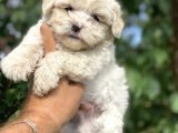 Poodle Ayarında Maltipo Bebekler
