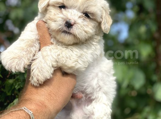 Poodle Ayarında Maltipo Bebekler görsel