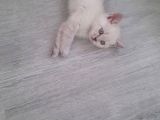 British shorthair bebekler