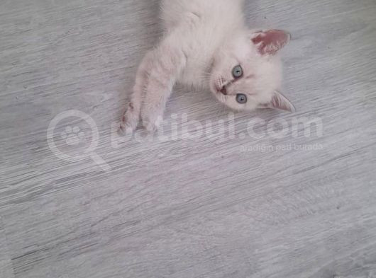 British Shorthair Bebekler
