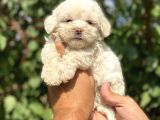 Poodle Ayarında Maltipo Bebekler