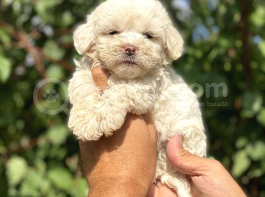 Poodle Ayarında Maltipo Bebekler görsel