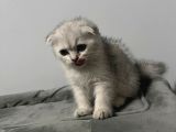 Scotish Fold Yavru Kedi