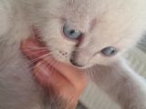 British Shorthair Bebekler
