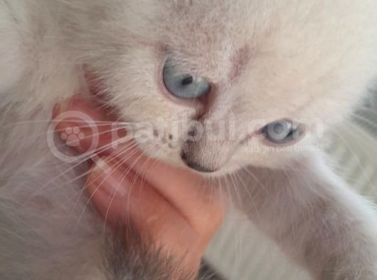 British Shorthair Bebekler görsel