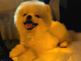 2 Aylık Pomerian
