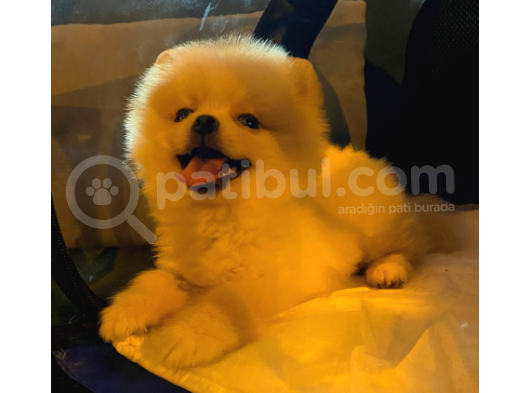 2 Aylık Pomerian
