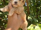 Poodle Ayarında Maltipo Bebekler