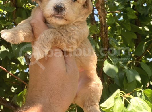 Poodle Ayarında Maltipo Bebekler görsel