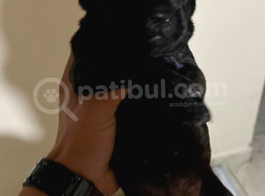 Eğitimli Anne Ve Baba Yavruları 10 Bin Tl  Istanbuldan  görsel