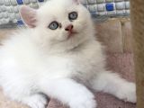 Safkan Irk Mükemmel Kalitede Yavrular