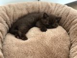 Cinnamon British Shorthair