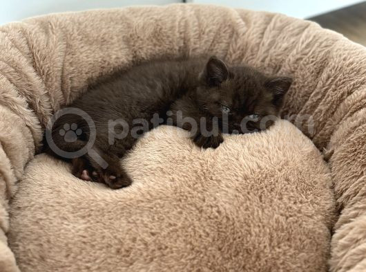 Cinnamon British Shorthair görsel
