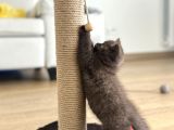 Cinnamon British Shorthair