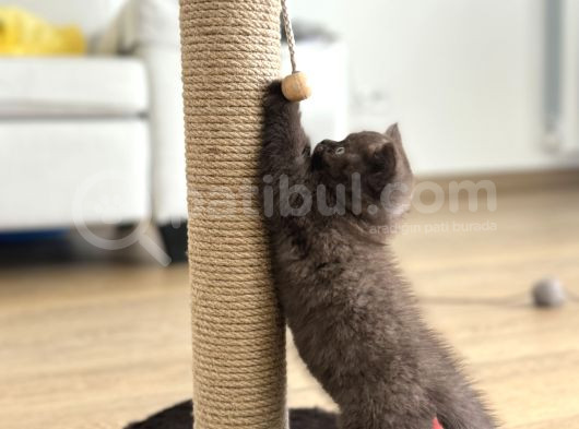 Cinnamon British Shorthair görsel