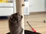 Cinnamon British Shorthair