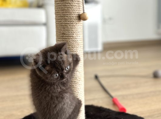 Cinnamon British Shorthair görsel