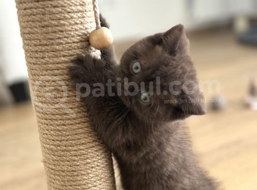 Cinnamon British Shorthair
