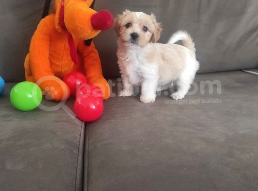 Ev Doğumu Maltipoo Yavrularımız görsel