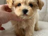 F1 Maltipoo Yavrular