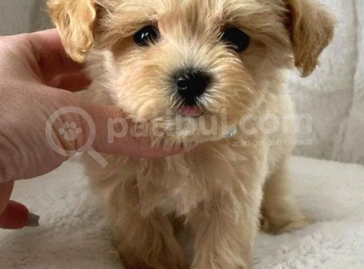 F1 Maltipoo Yavrular görsel