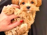 F1 Maltipoo Yavrular