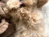 F1 maltipoo yavrular
