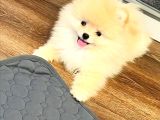 Orijinal Boo Bebekler
