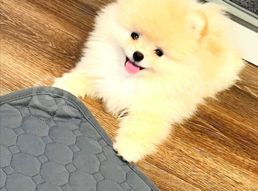 Orijinal Boo Bebekler görsel