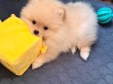 Orijinal Boo Bebekler
