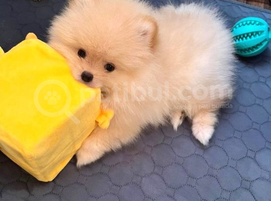 Orijinal Boo Bebekler görsel