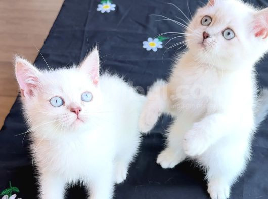 Sağlık  Garantili Anne Altından Safkan British Kedilerimiz