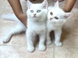 Safkan ırk mükemmel kalitede yavrular