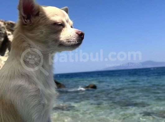 8 Aylık Dişi Bixi görsel