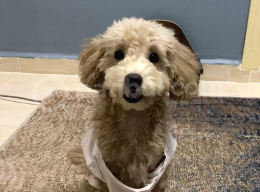 A Kalite Anne Baba Belli Güzel Yüzlü Toy Poodle Dişi Yavru görsel
