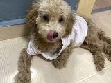 A Kalite Anne Baba Belli Güzel Yüzlü Toy Poodle Dişi Yavru