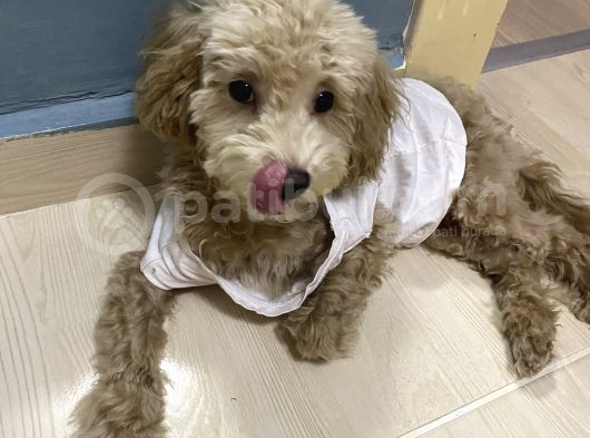 A Kalite Anne Baba Belli Güzel Yüzlü Toy Poodle Dişi Yavru görsel