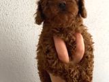 Aşılı Kg Irk Ve Sağlık Garantili Orjinal Kore Toy Poodle