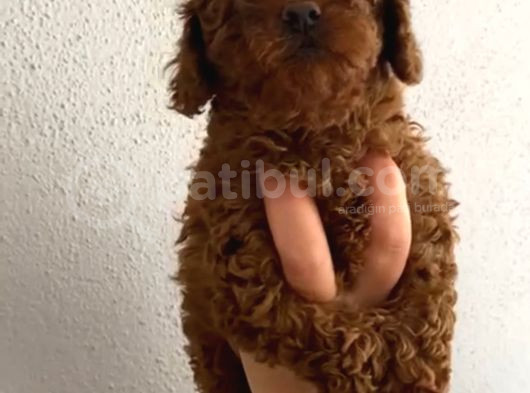 Aşılı Kg Irk Ve Sağlık Garantili Orjinal Kore Toy Poodle görsel