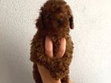 Aşılı Kg Irk Ve Sağlık Garantili Orjinal Kore Toy Poodle